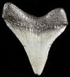Juvenile Megalodon Tooth - South Carolina #45850-1